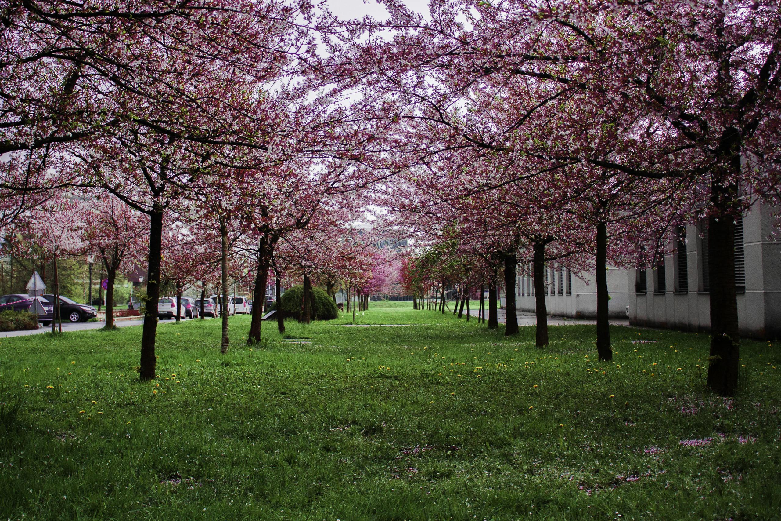 Beautiful cherry blossom trees line a park in springtime, offering a vibrant display of pink blossoms.