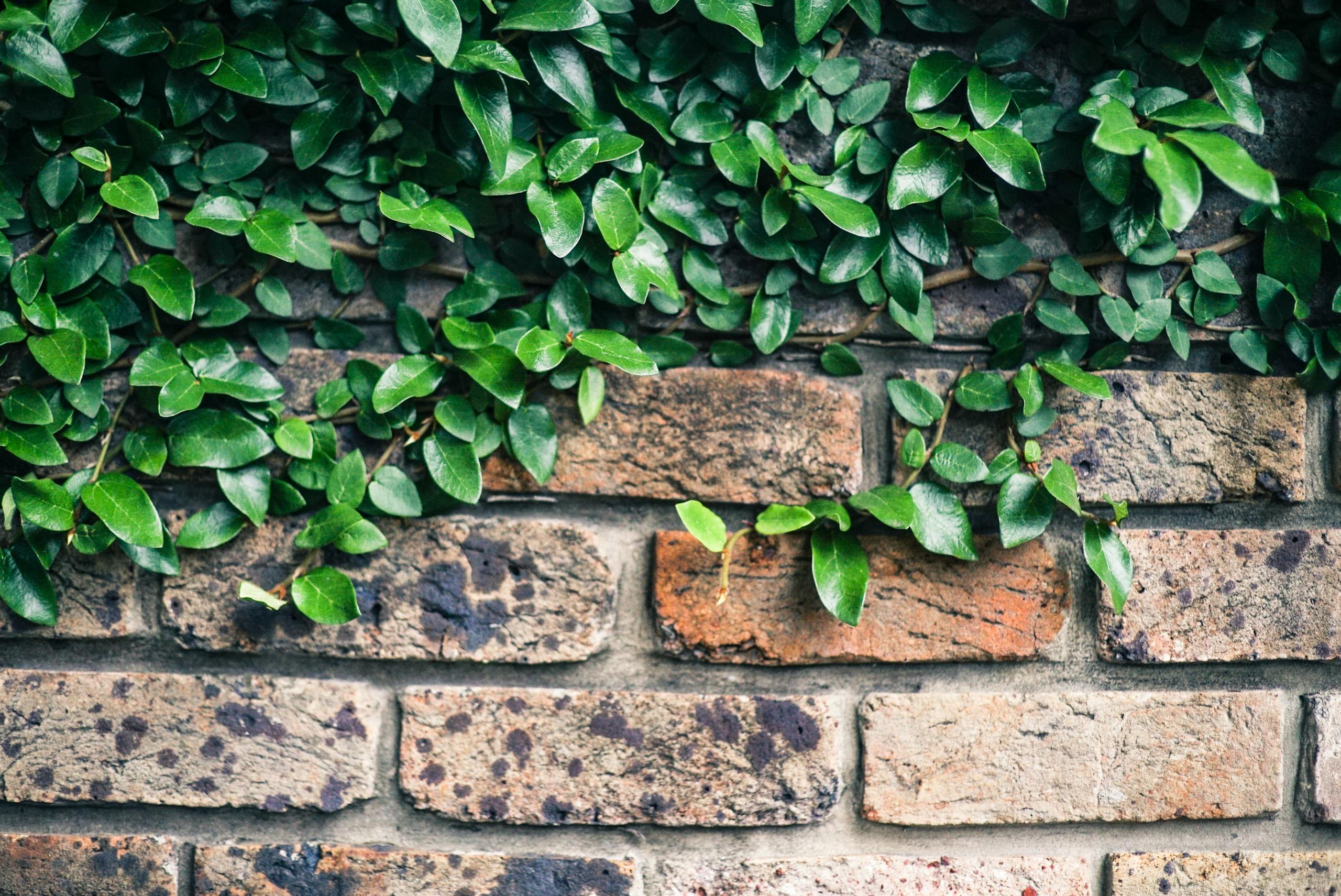 Close-up of vibrant green ivy leaves growing on an aged brick wall.